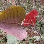 Macaranga indica Foglia