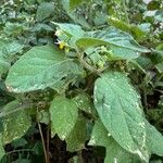 Solanum villosum Lorea