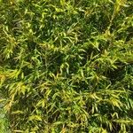 Phyllostachys aurea Hoja