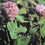 Trifolium fragiferum Çiçek