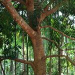 Archidendron jiringa Corteza