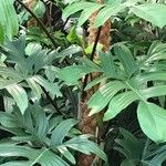 Philodendron pedatum Лист