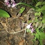 Calypso bulbosa Blüte
