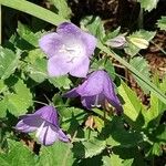 Campanula rhomboidalis Bloem