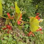 Helicteres isora Kwiat