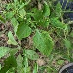 Solanum scabrum Blad