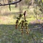 Stachyurus chinensis Flor