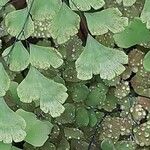 Adiantum capillus-veneris Hoja