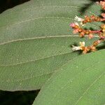 Miconia granatensis Leaf