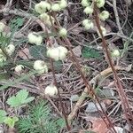 Pyrola chloranthaFlor