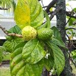 Morinda citrifolia Φρούτο