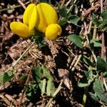 Lotus corniculatus Květ