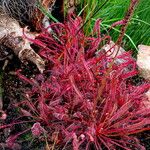 Drosera capensis Habit