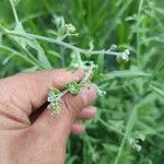 Cynoglossum lanceolatum പുഷ്പം