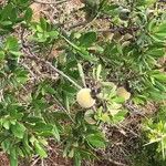 Diospyros dichrophylla Frukto