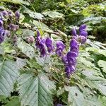 Aconitum variegatum Flower