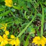 Genista sagittalis Hoja