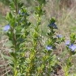 Veronica dillenii Habitus