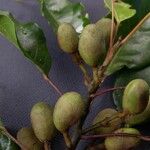 Elaeocarpus dognyensis Ffrwyth