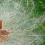 Dryas drummondii Frucht