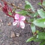 Gaura lindheimeriപുഷ്പം