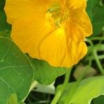 Tropaeolum majusFlower