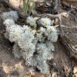 Paronychia capitata Flower