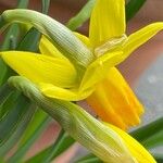 Narcissus cyclamineus Diğer