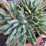 Aloe brevifolia Leaf