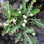 Asplenium ceterach Leaf