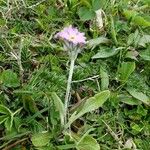 Primula laurentiana പുഷ്പം