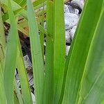 Sisyrinchium striatum Leaf