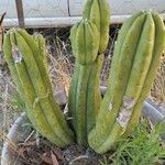 Trichocereus macrogonusList