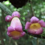Schlegelia nicaraguensis Blomst