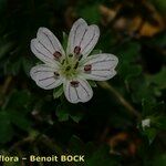 Geranium cazorlense Kvet