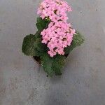 Kalanchoe blossfeldiana Floare