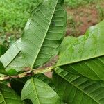 Psidium acutangulum Leaf