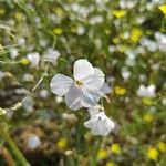 Linum suffruticosum Flower