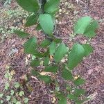 Malus angustifolia Levél