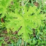 Pelargonium × asperum ഇല