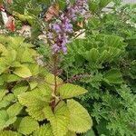 Plectranthus fruticosus Blüte