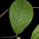 Casearia hirsuta Leaf