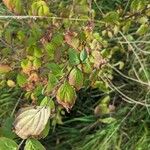 Cornus sanguineaYaprak