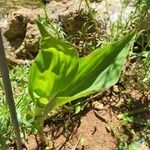 Scadoxus multiflorusपत्ता