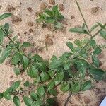 Canscora diffusa Hoja