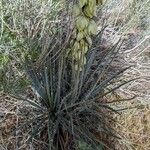 Yucca harrimaniae Hàbitat