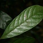 Unonopsis rufescens Φύλλο