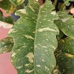Philodendron bipennifolium Folha