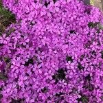 Phlox subulataKvět