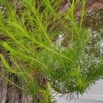 Melaleuca alternifolia Yaprak